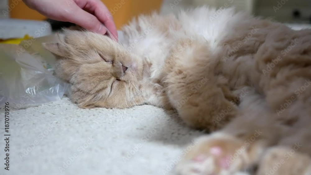 Motion of woman's hand touching persian face on floor with 4k resolution Motion of woman's hand touching persian face on floor with 4k resolution