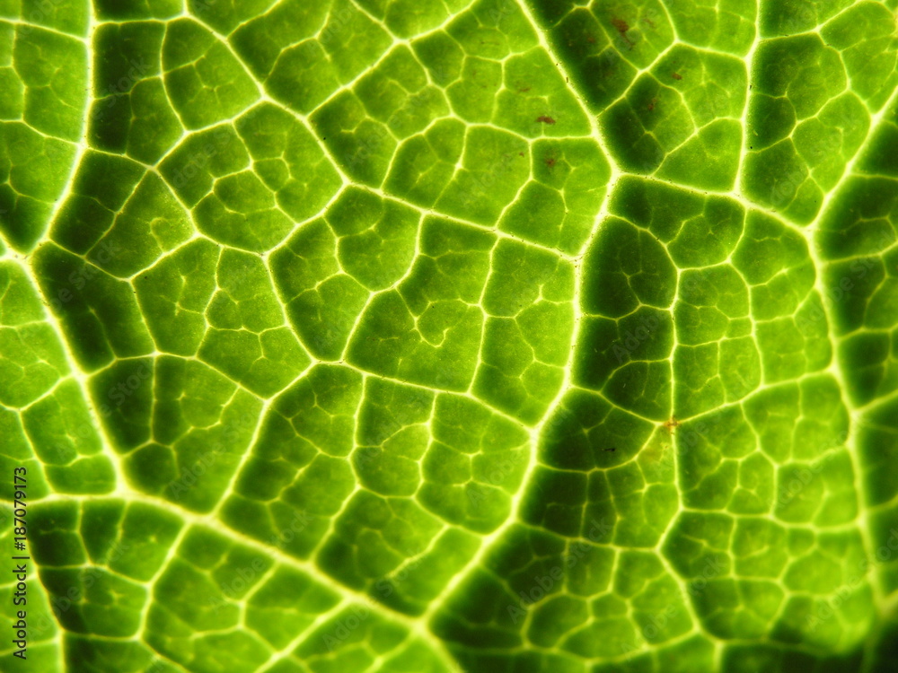 Blatt, Grün, Photosynthese, abstrakt, Pflanze