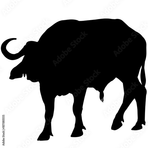 African buffalo