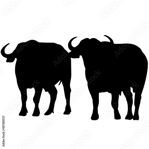African buffalo