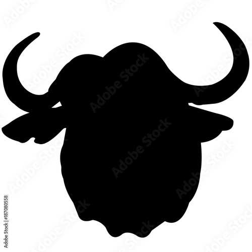 African buffalo