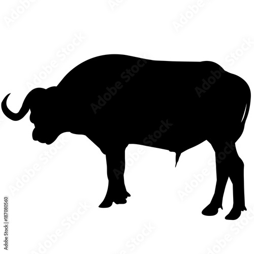 African buffalo