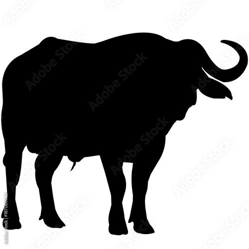 African buffalo