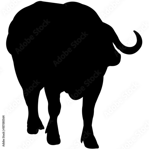 African buffalo