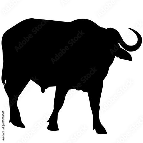 African buffalo