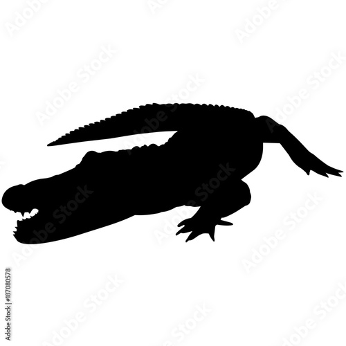 Aligator photo