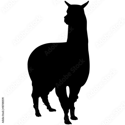 Alpaca