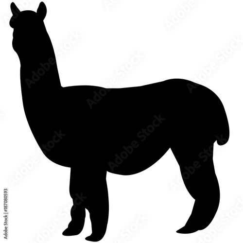 Alpaca