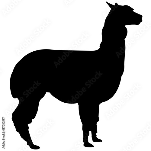 Alpaca