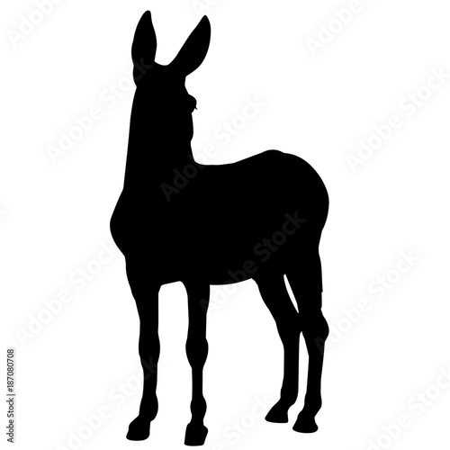 Ass