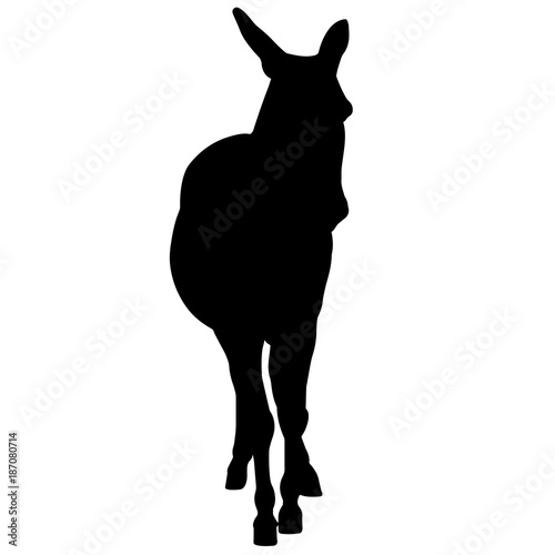 Ass