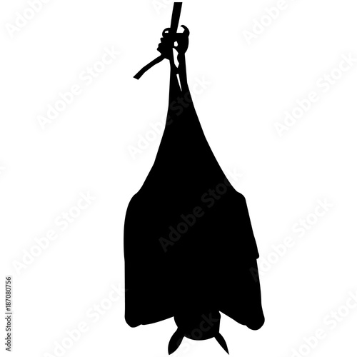 Bat