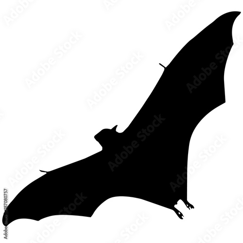 Bat
