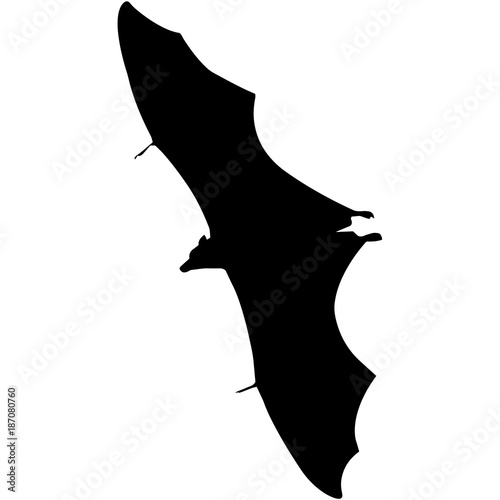 Bat