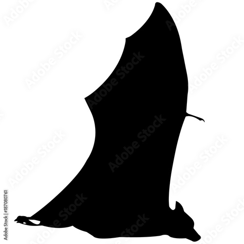 Bat