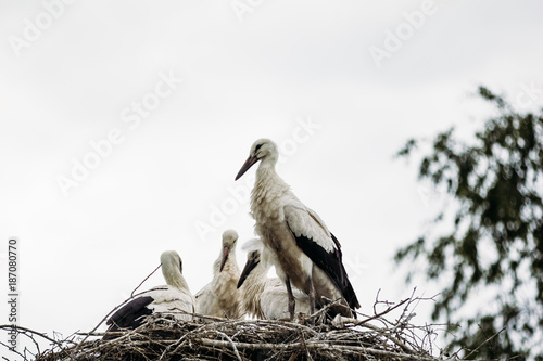 Beautiful wild stork in the nest