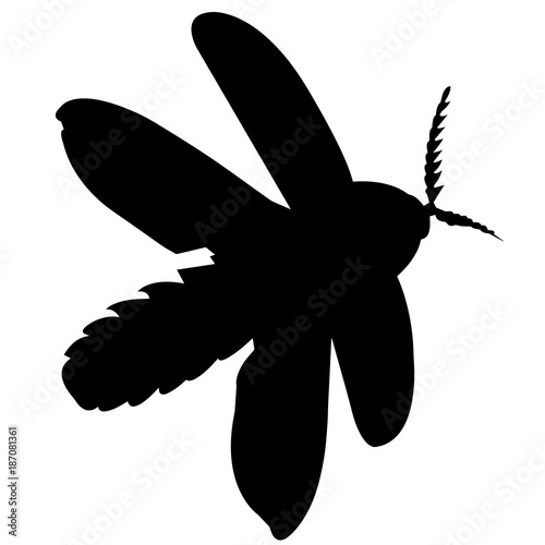 Firefly