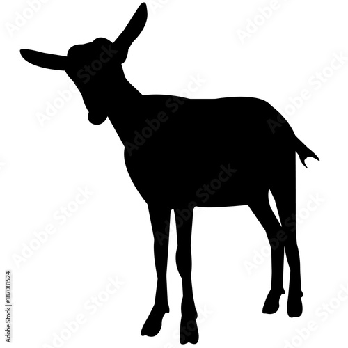 Goat