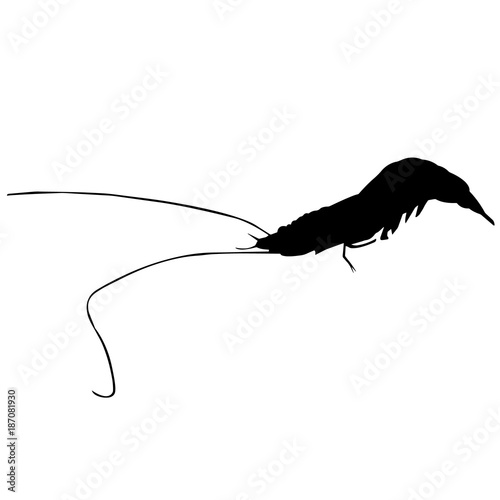 Krill Silhouette Vector Graphics