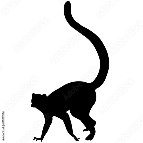 Lemur Silhouette Vector Graphics photo