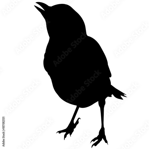 Magpie Silhouette Vector Graphics photo