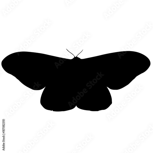 Moth Silhouette Vector Graphics
