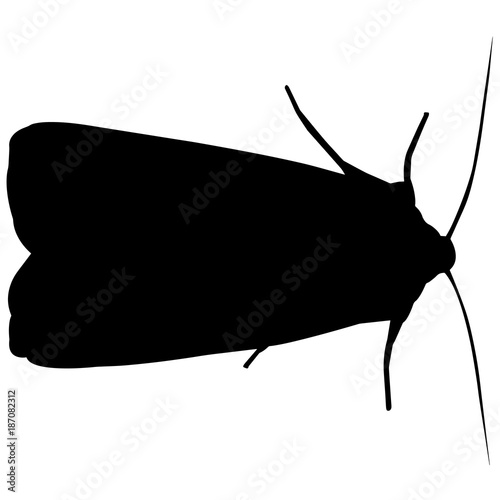 Moth Silhouette Vector Graphics