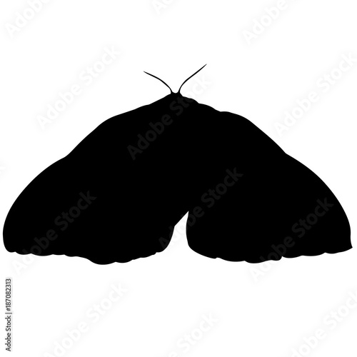 Moth Silhouette Vector Graphics