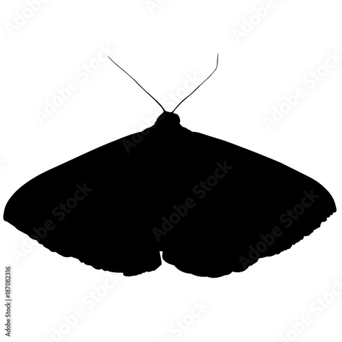 Moth Silhouette Vector Graphics