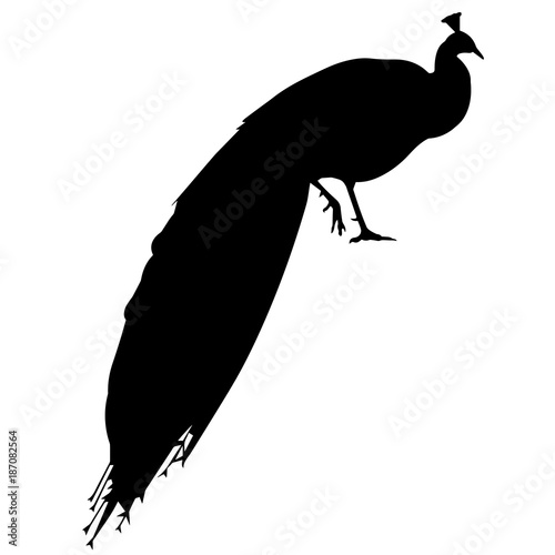 Peacock Silhouette Vector Graphics