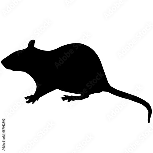 Rat Silhouette Vector Graphics photo