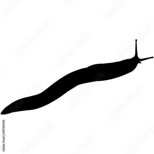 Sea slug Silhouette Vector Graphics photo