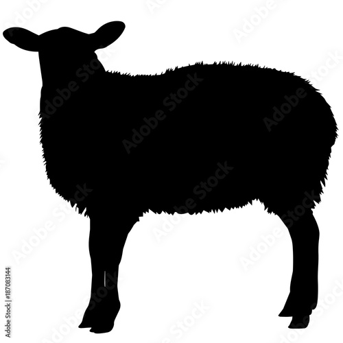Sheep Silhouette Vector Graphics