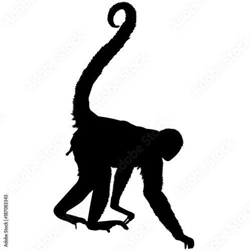 Spider monkey Silhouette Vector Graphics