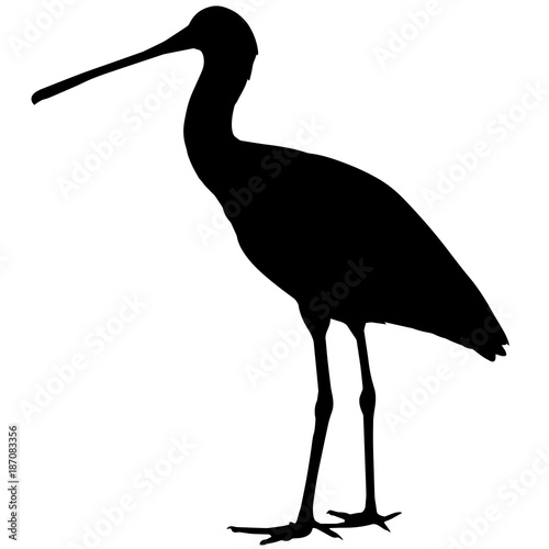 Spoon bill Silhouette Vector Graphics