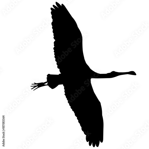 Spoon bill Silhouette Vector Graphics