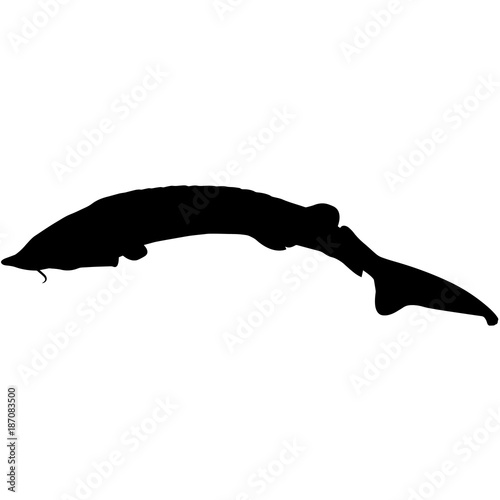 Sturgeon Silhouette Vector Graphics photo