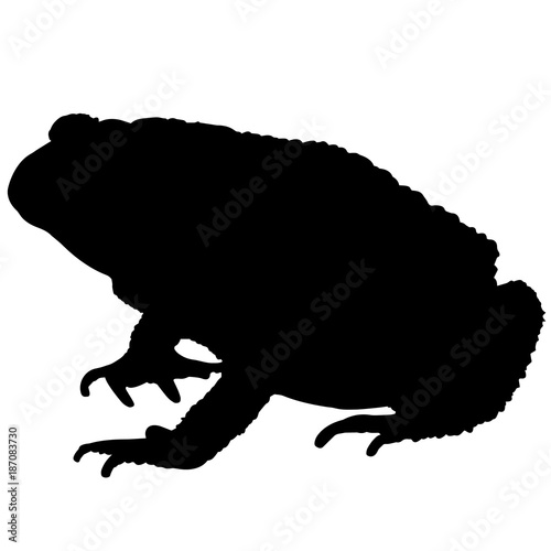 Toad Silhouette Vector Graphics