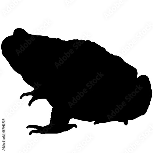 Toad Silhouette Vector Graphics