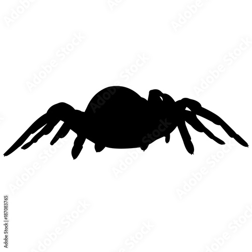 Trapdoor spider Silhouette Vector Graphics