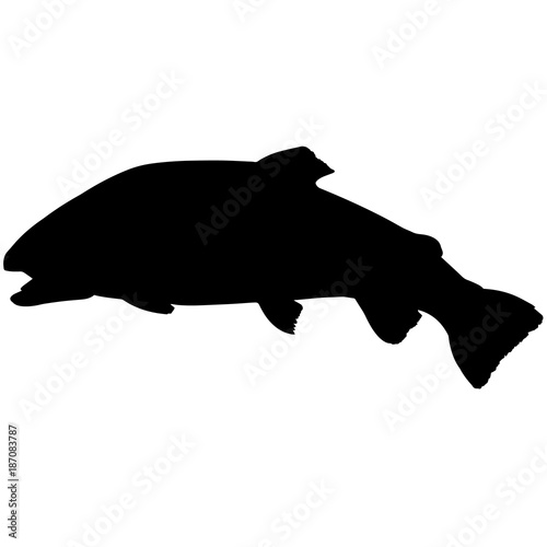 Trout Silhouette Vector Graphics