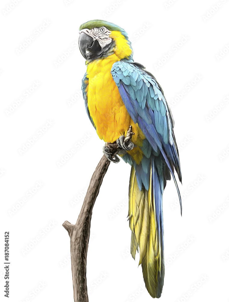 Parrot blue yellow standing on the branch tree hand draw and paint color on white background illustration.