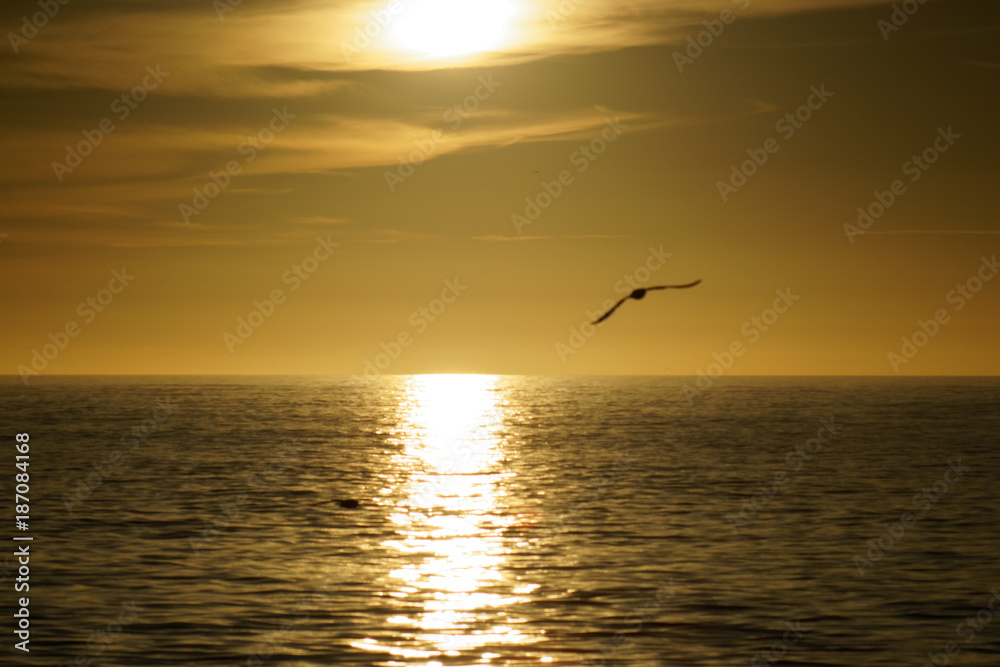 bird goes to sunset
