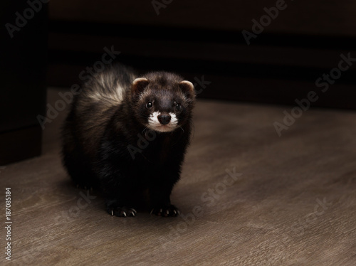 Black sable ferret discount