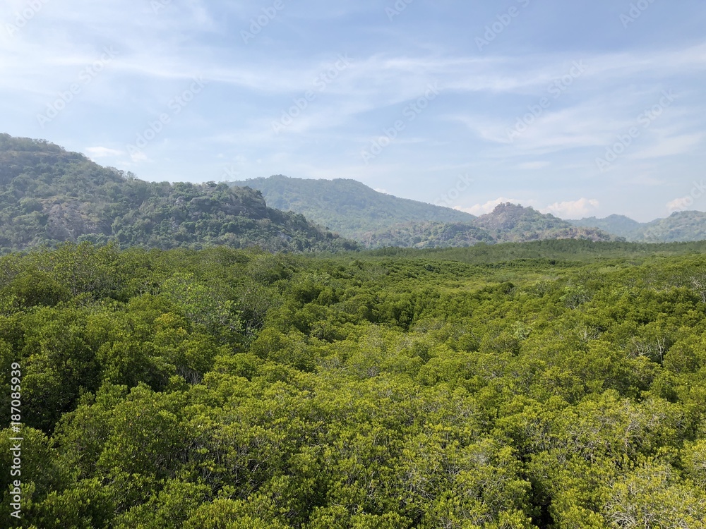Obraz premium bridge in mangrove forest