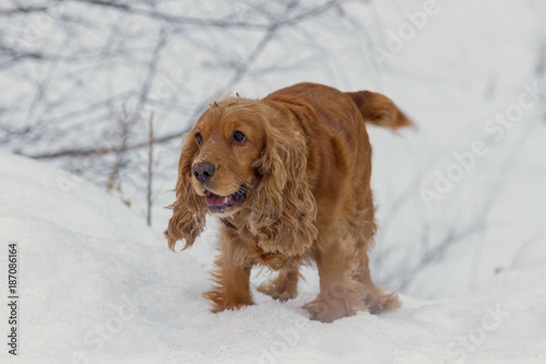 spaniel in the snow