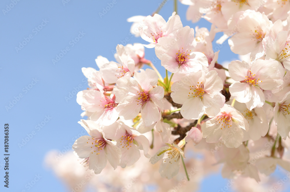 桜の花　青空



