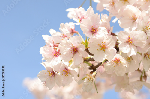 桜の花　青空



