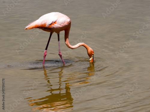 Greater Flamingo  Phoenicopterus ruber  hunts a plankton in a lagoon on Isabela Island  Galapagos  Ecuador