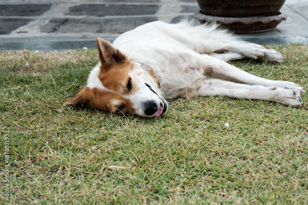 Dog sleeping on grass floor